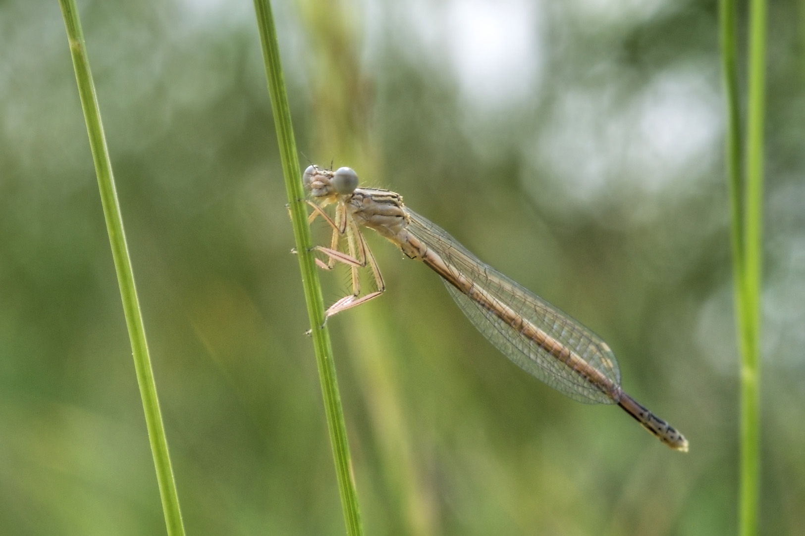 aiuto identificazione - Platycnemis pennipes (maschio imm.)